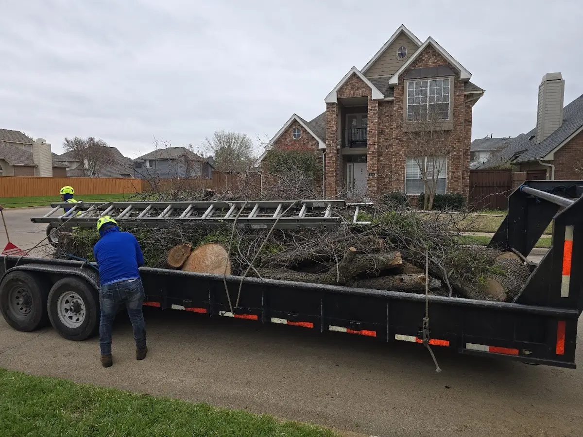 Expert Tree Pest Control with proper safety equipment in Oklee